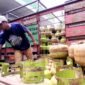 Pekerja menata tabung gas LPG 3 kilogram sebelum didistribusikan kepada masyarakat. (LAILIYATUN NURIYAH / KLIKMADURA)