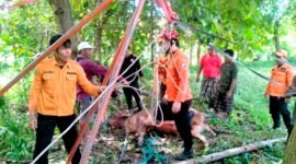 Sejumlah tim BPBD saat mengevakuasi sapi yang tercebur ke dalam sumur di Sampang. (ABDURRAHMAN WAHID / KLIKMADURA)