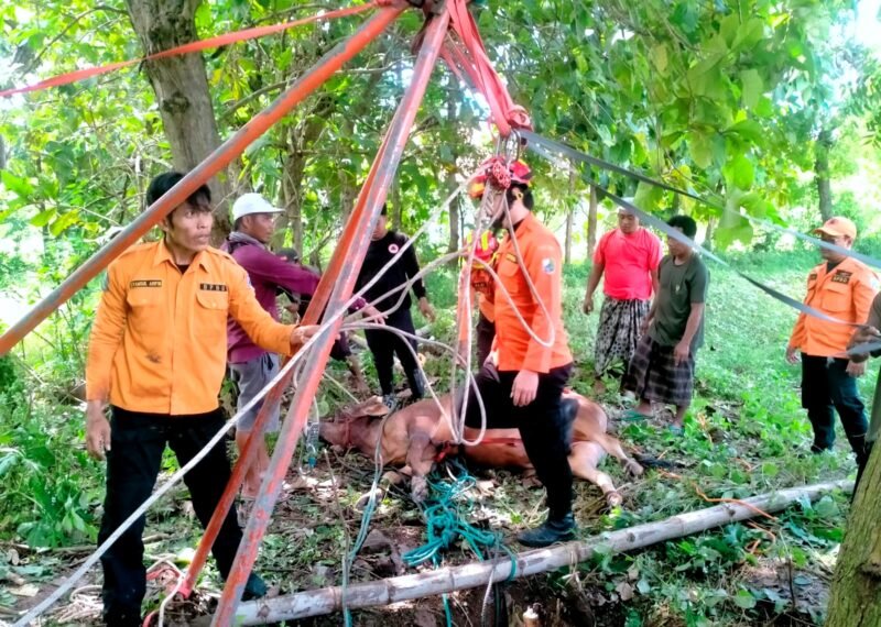 Sejumlah tim BPBD saat mengevakuasi sapi yang tercebur ke dalam sumur di Sampang. (ABDURRAHMAN WAHID / KLIKMADURA)