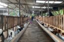 Suasana kandang kambing milik Haji Hasan di Desa Teja Timur, Kecamatan Kota, Pamekasan. (IMDAD FAIHA ILA SABILA / KLIKMADURA)