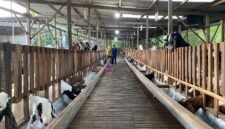Suasana kandang kambing milik Haji Hasan di Desa Teja Timur, Kecamatan Kota, Pamekasan. (IMDAD FAIHA ILA SABILA / KLIKMADURA)