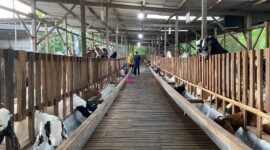 Suasana kandang kambing milik Haji Hasan di Desa Teja Timur, Kecamatan Kota, Pamekasan. (IMDAD FAIHA ILA SABILA / KLIKMADURA)