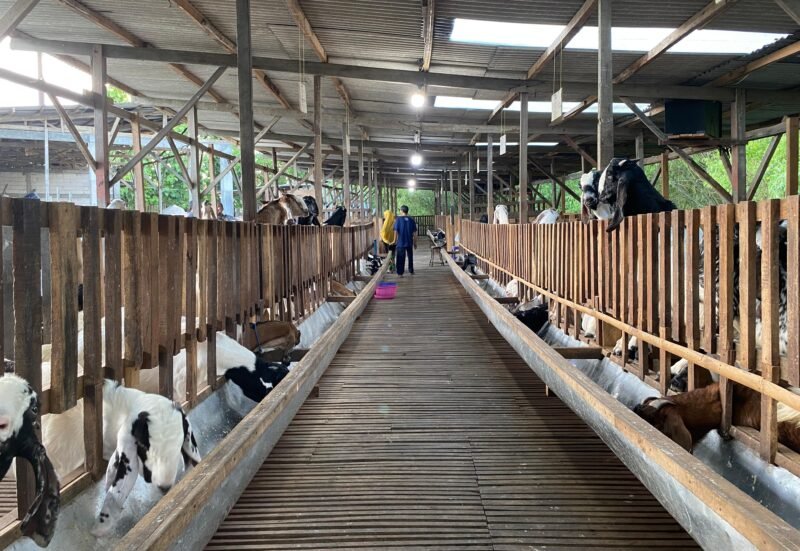 Suasana kandang kambing milik Haji Hasan di Desa Teja Timur, Kecamatan Kota, Pamekasan. (IMDAD FAIHA ILA SABILA / KLIKMADURA)