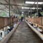 Suasana kandang kambing milik Haji Hasan di Desa Teja Timur, Kecamatan Kota, Pamekasan. (IMDAD FAIHA ILA SABILA / KLIKMADURA)