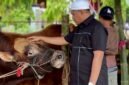 Ketua Majelis Tangga Seribu, Andi Ali Syahbana saat melihat sapi sebelum disembelih, Kamis (28/5/2026).