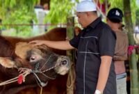 Ketua Majelis Tangga Seribu, Andi Ali Syahbana saat melihat sapi sebelum disembelih, Kamis (28/5/2026).