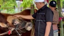 Ketua Majelis Tangga Seribu, Andi Ali Syahbana saat melihat sapi sebelum disembelih, Kamis (28/5/2026).