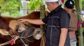 Ketua Majelis Tangga Seribu, Andi Ali Syahbana saat melihat sapi sebelum disembelih, Kamis (28/5/2026).