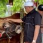 Ketua Majelis Tangga Seribu, Andi Ali Syahbana saat melihat sapi sebelum disembelih, Kamis (28/5/2026).