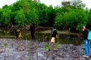sejumlah pegiat lingkungan melakukan rehabilitasi kawasan mangrove yang rusak di pesisir Desa Ambat, Kecamatan Tlanakan, Kabupaten Pamekasan. (ISTIMEWA)