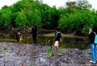 sejumlah pegiat lingkungan melakukan rehabilitasi kawasan mangrove yang rusak di pesisir Desa Ambat, Kecamatan Tlanakan, Kabupaten Pamekasan. (ISTIMEWA)