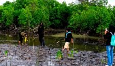 sejumlah pegiat lingkungan melakukan rehabilitasi kawasan mangrove yang rusak di pesisir Desa Ambat, Kecamatan Tlanakan, Kabupaten Pamekasan. (ISTIMEWA)