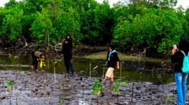 sejumlah pegiat lingkungan melakukan rehabilitasi kawasan mangrove yang rusak di pesisir Desa Ambat, Kecamatan Tlanakan, Kabupaten Pamekasan. (ISTIMEWA)