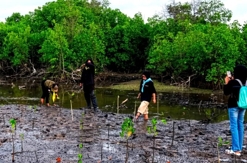 sejumlah pegiat lingkungan melakukan rehabilitasi kawasan mangrove yang rusak di pesisir Desa Ambat, Kecamatan Tlanakan, Kabupaten Pamekasan. (ISTIMEWA)
