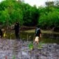 sejumlah pegiat lingkungan melakukan rehabilitasi kawasan mangrove yang rusak di pesisir Desa Ambat, Kecamatan Tlanakan, Kabupaten Pamekasan. (ISTIMEWA)