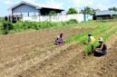 Petani tembakau di Kelurahan Barurambat Timur, Pamekasan berada di sawah (LAILIYATUN NURIYAH/KLIK MADURA).