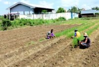 Petani tembakau di Kelurahan Barurambat Timur, Pamekasan berada di sawah (LAILIYATUN NURIYAH/KLIK MADURA).