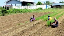 Petani tembakau di Kelurahan Barurambat Timur, Pamekasan berada di sawah (LAILIYATUN NURIYAH/KLIK MADURA).