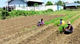 Petani tembakau di Kelurahan Barurambat Timur, Pamekasan berada di sawah (LAILIYATUN NURIYAH/KLIK MADURA).