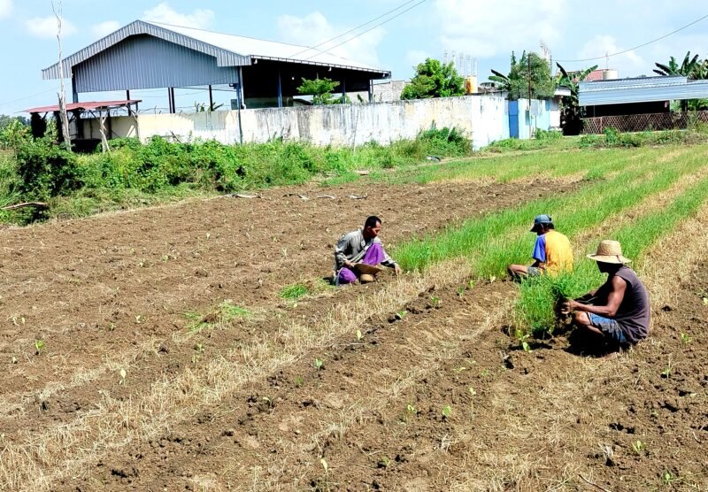 Petani tembakau di Kelurahan Barurambat Timur, Pamekasan berada di sawah (LAILIYATUN NURIYAH/KLIK MADURA).