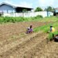 Petani tembakau di Kelurahan Barurambat Timur, Pamekasan berada di sawah (LAILIYATUN NURIYAH/KLIK MADURA).