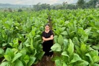 Seorang perempuan berparas cantik saat sedang berfoto di lahan tanam tembakau miliknya di Dusun Bagunung, Desa Klompang Timur, kecamatan Pakong. (MOH. IQBALUL KHAVEI MZ / KLIKMADURA)