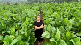 Seorang perempuan berparas cantik saat sedang berfoto di lahan tanam tembakau miliknya di Dusun Bagunung, Desa Klompang Timur, kecamatan Pakong. (MOH. IQBALUL KHAVEI MZ / KLIKMADURA)