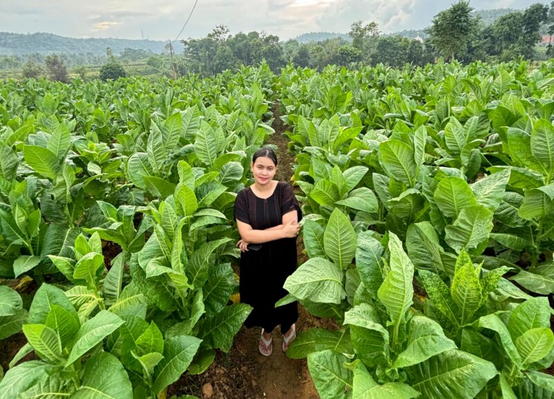 Seorang perempuan berparas cantik saat sedang berfoto di lahan tanam tembakau miliknya di Dusun Bagunung, Desa Klompang Timur, kecamatan Pakong. (MOH. IQBALUL KHAVEI MZ / KLIKMADURA)