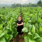 Seorang perempuan berparas cantik saat sedang berfoto di lahan tanam tembakau miliknya di Dusun Bagunung, Desa Klompang Timur, kecamatan Pakong. (MOH. IQBALUL KHAVEI MZ / KLIKMADURA)