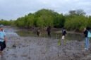 Sejumlah aktivis pecinta lingkungan menanam mangrove di lokasi terjadinya dugaan pengrusakan tepatnya di Desa Ambat, Kecamatan Tlanakan, Pamekasan beberapa waktu lalu. (KLIKMADURA)