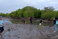 Sejumlah aktivis pecinta lingkungan menanam mangrove di lokasi terjadinya dugaan pengrusakan tepatnya di Desa Ambat, Kecamatan Tlanakan, Pamekasan beberapa waktu lalu. (KLIKMADURA)