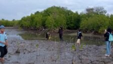 Sejumlah aktivis pecinta lingkungan menanam mangrove di lokasi terjadinya dugaan pengrusakan tepatnya di Desa Ambat, Kecamatan Tlanakan, Pamekasan beberapa waktu lalu. (KLIKMADURA)