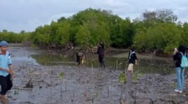 Sejumlah aktivis pecinta lingkungan menanam mangrove di lokasi terjadinya dugaan pengrusakan tepatnya di Desa Ambat, Kecamatan Tlanakan, Pamekasan beberapa waktu lalu. (KLIKMADURA)