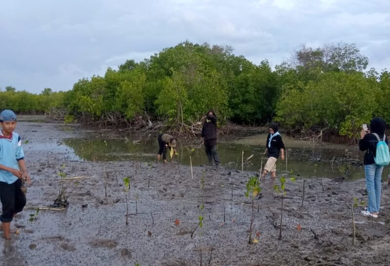 Sejumlah aktivis pecinta lingkungan menanam mangrove di lokasi terjadinya dugaan pengrusakan tepatnya di Desa Ambat, Kecamatan Tlanakan, Pamekasan beberapa waktu lalu. (KLIKMADURA)