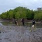 Sejumlah aktivis pecinta lingkungan menanam mangrove di lokasi terjadinya dugaan pengrusakan tepatnya di Desa Ambat, Kecamatan Tlanakan, Pamekasan beberapa waktu lalu. (KLIKMADURA)