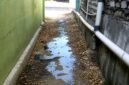 Penampakan salah satu air limbah dapur MBG di Kecamatan Camplong. (KLIKMADURA)
