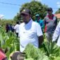 Bupati Sumenep Dr. H. Achmad Fauzi Wongsojudo berbincang dengan petani tembakau saat meninjau ke lapangan. (KLIKMADURA)