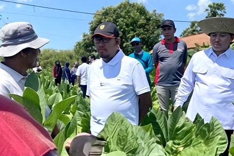 Bupati Sumenep Dr. H. Achmad Fauzi Wongsojudo berbincang dengan petani tembakau saat meninjau ke lapangan. (KLIKMADURA)