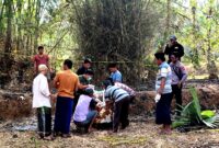 Tim medis didampingi sejumlah warga dan personel kepolisian mengevakuasi jenazah Suhaena, 70, warga Dusun Karangkeng, Desa Nyabakan Barat, Kecamatan Batang-Batang. (HUMAS POLRESTA SUMENEP FOR KLIKMADURA)
