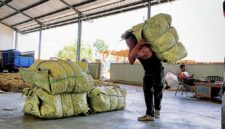 Salah satu warga tengah memikul satu bal tembaku di salah satu gudang di Pamekasan. (MOH. IQBALUL KHAVEI MZ / KLIKMADURA)