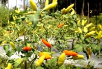 Kebun cabai milik salah satu warga Kabupaten Sampang. (ALI MUCHTAR / KLIKMADURA)