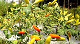 Kebun cabai milik salah satu warga Kabupaten Sampang. (ALI MUCHTAR / KLIKMADURA)