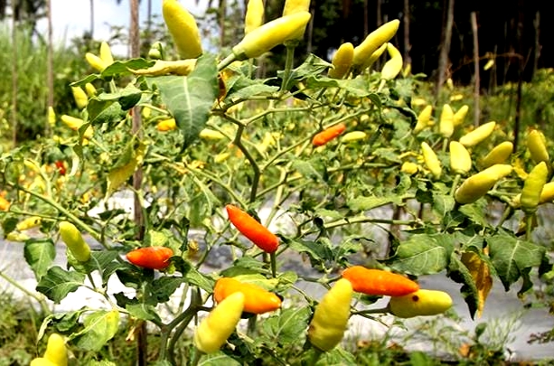 Kebun cabai milik salah satu warga Kabupaten Sampang. (ALI MUCHTAR / KLIKMADURA)