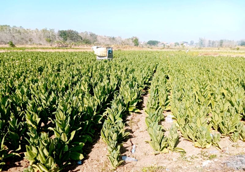 Lahan temabakau di Desa Taman Sareh, Kecamatan Sampang. (ALI MUCHTAR / KLIKMADURA)