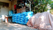Garam milil petani asal Dusun Takobuh, Kelurahan Karang Dalam, Kecamatan Sampang ditimbun setelah panen. (ALI MUCHTAR / KLIKMADURA)