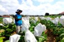 Petani tembakau berada di sawahnya di Desa Samatan, Kecamatan Proppo. (LAILIYATUN NURIYAH/KLIK MADURA)