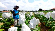Petani tembakau berada di sawahnya di Desa Samatan, Kecamatan Proppo. (LAILIYATUN NURIYAH/KLIK MADURA)