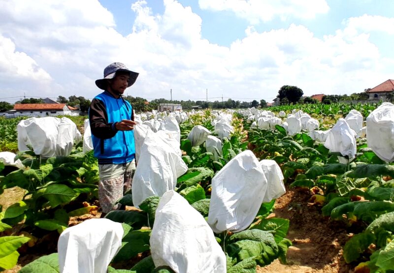 Petani tembakau berada di sawahnya di Desa Samatan, Kecamatan Proppo. (LAILIYATUN NURIYAH/KLIK MADURA)