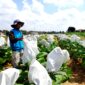 Petani tembakau berada di sawahnya di Desa Samatan, Kecamatan Proppo. (LAILIYATUN NURIYAH/KLIK MADURA)