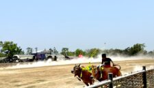 Joki mengendalikan sapi di laga karapan sapi Kabupaten Pamekasan di lapangan Murtajih, Minggu (11/10/2026). (LAILIYATUN NURIYAH/KLIK MADURA).